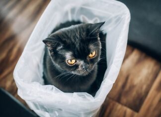 Why Does My Cat Pee on Plastic Bags? Understanding This Strange Behavior Why do my cats love to pee on plastic?