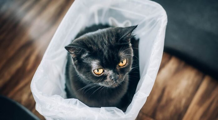 Why Does My Cat Pee on Plastic Bags? Understanding This Strange Behavior Why do my cats love to pee on plastic?
