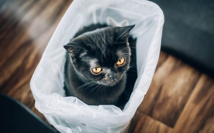 Why do my cats love to pee on plastic?