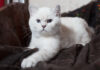 Where to Find the Perfect British Shorthair in NYC: Your Complete Guide British Shorthair Kittens (@britishkittens.nyc) • Instagram photos and videoswww.instagram.com › britishkittens