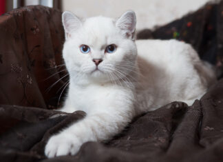 Where to Find the Perfect British Shorthair in NYC: Your Complete Guide British Shorthair Kittens (@britishkittens.nyc) • Instagram photos and videoswww.instagram.com › britishkittens