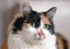 Top Calico Cat Breeders: Your Ultimate Guide to Finding the Perfect Tricolor Companion DIlute Calico Kittens For Sale