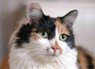 Top Calico Cat Breeders: Your Ultimate Guide to Finding the Perfect Tricolor Companion DIlute Calico Kittens For Sale