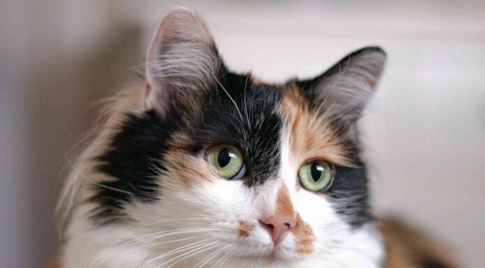 Top Calico Cat Breeders: Your Ultimate Guide to Finding the Perfect Tricolor Companion DIlute Calico Kittens For Sale