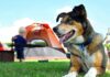 50+ Awesome Camping Dog Names That Will Make Your Pup Stand Out Our 45 Favorite Outdoorsy Dog Names Inspired By Nature