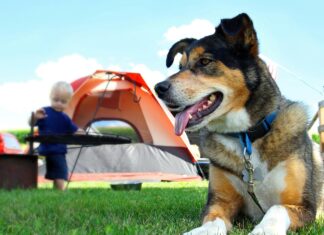 50+ Awesome Camping Dog Names That Will Make Your Pup Stand Out Our 45 Favorite Outdoorsy Dog Names Inspired By Nature