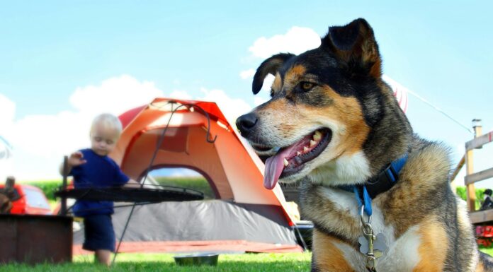 50+ Awesome Camping Dog Names That Will Make Your Pup Stand Out Our 45 Favorite Outdoorsy Dog Names Inspired By Nature