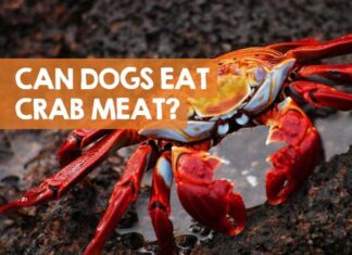 Can Dogs Eat Crab Shells? A Complete Guide to Keeping Your Pup Safe My dog Ate crab shells and and is throwing up should I be worried. now he's eating grass like a cow