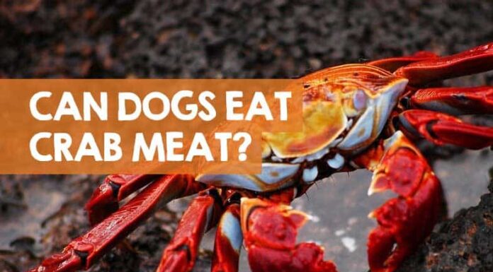 Can Dogs Eat Crab Shells? A Complete Guide to Keeping Your Pup Safe My dog Ate crab shells and and is throwing up should I be worried. now he's eating grass like a cow