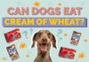 Can Dogs Eat Cream of Wheat? A Complete Guide to This Breakfast Favorite Can Dogs Eat Cream of Wheat? Vet