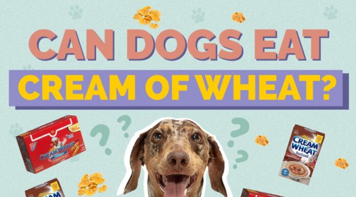 Can Dogs Eat Cream of Wheat? A Complete Guide to This Breakfast Favorite Can Dogs Eat Cream of Wheat? Vet