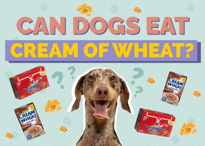 Can Dogs Eat Cream of Wheat? Vet