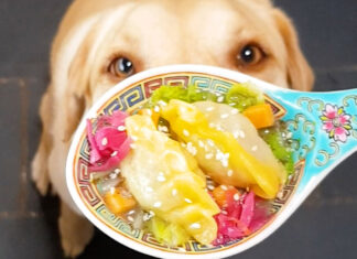 Can Dogs Eat Dumplings? A Complete Guide to Sharing Your Dim Sum with Pets My dog ate a dumpling I dropped is she going to be ok?