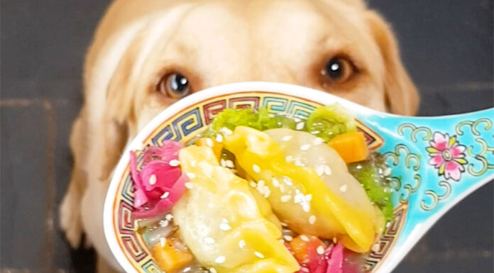 Can Dogs Eat Dumplings? A Complete Guide to Sharing Your Dim Sum with Pets My dog ate a dumpling I dropped is she going to be ok?