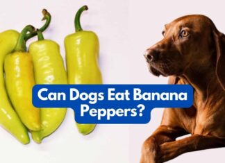 Can Dogs Eat Fried Plantains? A Complete Guide to Serving This Tropical Treat Can My Dog Eat Plantains?