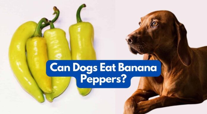 Can Dogs Eat Fried Plantains? A Complete Guide to Serving This Tropical Treat Can My Dog Eat Plantains?