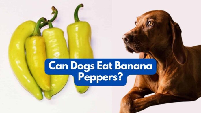 Can My Dog Eat Plantains?