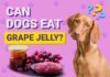 Can Your Dog Have Grape Jelly? The Sweet Truth About This Controversial Treat My dog just ate 2/3 of a peanut butter and grape jelly (Welches) sandwich. I know grape are very toxic