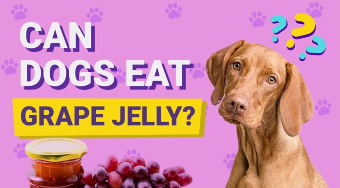 Can Your Dog Have Grape Jelly? The Sweet Truth About This Controversial Treat My dog just ate 2/3 of a peanut butter and grape jelly (Welches) sandwich. I know grape are very toxic