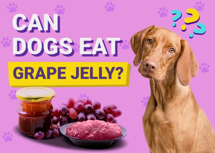 My dog just ate 2/3 of a peanut butter and grape jelly (Welches) sandwich. I know grape are very toxic