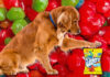 Can Dogs Eat Gushers? A Complete Guide to Fruit Snacks Safety for Your Pup Can Dogs Eat Gushers? Expert Answers to Your Questions
