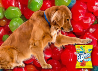 Can Dogs Eat Gushers? A Complete Guide to Fruit Snacks Safety for Your Pup Can Dogs Eat Gushers? Expert Answers to Your Questions