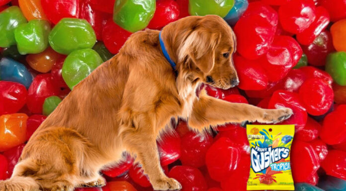 Can Dogs Eat Gushers? A Complete Guide to Fruit Snacks Safety for Your Pup Can Dogs Eat Gushers? Expert Answers to Your Questions