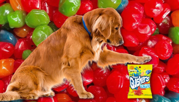 Can Dogs Eat Gushers? Expert Answers to Your Questions