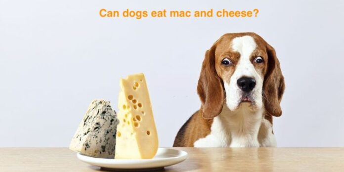 [Help] URGENT! Can dogs eat mac and cheese?