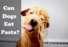 Is Pasta Bad for Dogs? Understanding Safe Pasta Consumption for Your Furry Friend Can Dogs Eat Pasta?