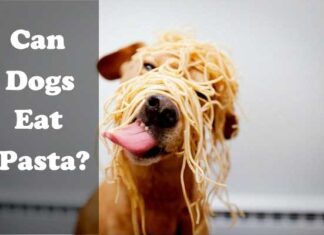 Is Pasta Bad for Dogs? Understanding Safe Pasta Consumption for Your Furry Friend Can Dogs Eat Pasta?