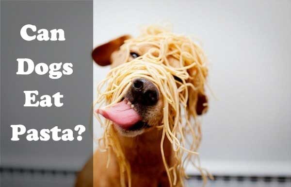 Is Pasta Bad for Dogs? Understanding Safe Pasta Consumption for Your Furry Friend Can Dogs Eat Pasta?