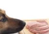 Can Dogs Eat Ground Pork? A Complete Guide to Feeding Pork to Your Furry Friend Homemade Dog Food with Pork