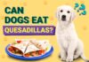 Can Dogs Eat Quesadillas? A Complete Guide to Sharing Mexican Treats with Your Pup Can Dogs Eat Quesadillas? Vet