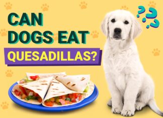 Can Dogs Eat Quesadillas? A Complete Guide to Sharing Mexican Treats with Your Pup Can Dogs Eat Quesadillas? Vet