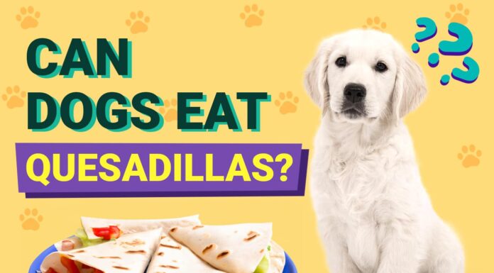 Can Dogs Eat Quesadillas? A Complete Guide to Sharing Mexican Treats with Your Pup Can Dogs Eat Quesadillas? Vet