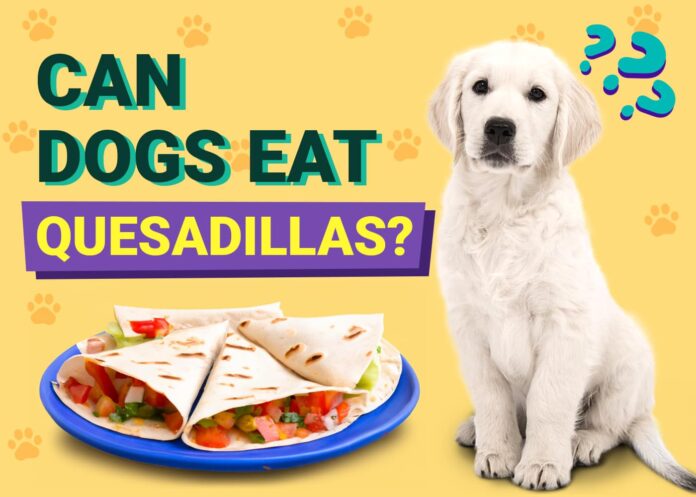 Can Dogs Eat Quesadillas? Vet