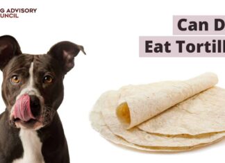 Can Dogs Eat Tortillas? A Complete Guide to Sharing Your Mexican Favorites with Your Pup Can dogs eat tortillas? : r/NoStupidQuestions