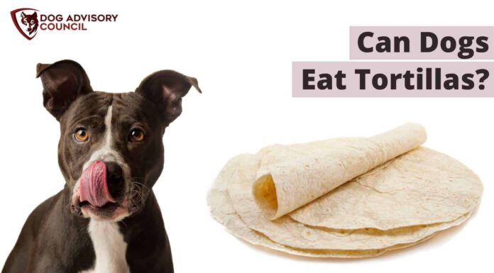 Can Dogs Eat Tortillas? A Complete Guide to Sharing Your Mexican Favorites with Your Pup Can dogs eat tortillas? : r/NoStupidQuestions