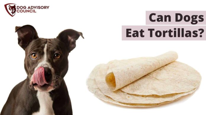 Can dogs eat tortillas? : r/NoStupidQuestions