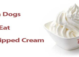 Can Dogs Eat Heavy Whipping Cream? A Complete Guide to Dairy Safety for Your Pup Stop ordering whipped cream for your dog : r/starbucks