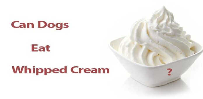 Stop ordering whipped cream for your dog : r/starbucks