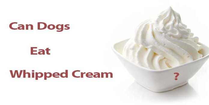 Can Dogs Eat Heavy Whipping Cream? A Complete Guide to Dairy Safety for Your Pup Stop ordering whipped cream for your dog : r/starbucks