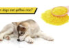 Can Dogs Have Yellow Rice? A Complete Guide to Feeding Your Furry Friend Can Dogs Eat Yellow Rice? : r/InvictusBlog