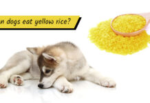 Can Dogs Have Yellow Rice? A Complete Guide to Feeding Your Furry Friend Can Dogs Eat Yellow Rice? : r/InvictusBlog