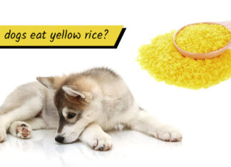 Can Dogs Have Yellow Rice? A Complete Guide to Feeding Your Furry Friend Can Dogs Eat Yellow Rice? : r/InvictusBlog