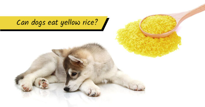 Can Dogs Eat Yellow Rice? : r/InvictusBlog