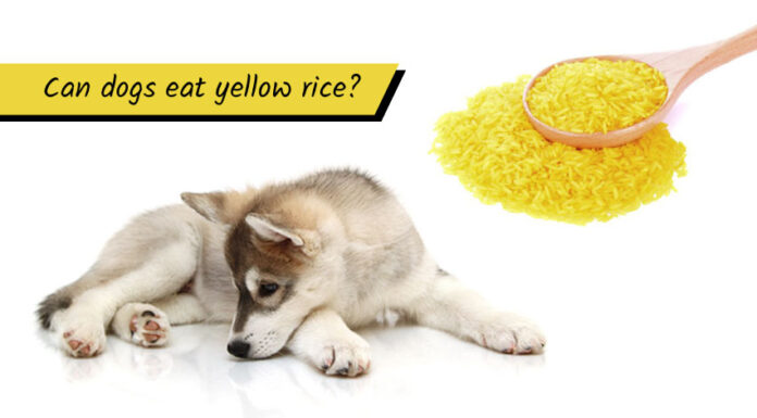 Can Dogs Have Yellow Rice? A Complete Guide to Feeding Your Furry Friend Can Dogs Eat Yellow Rice? : r/InvictusBlog