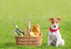 The Ultimate Guide to Jack Russell Terrier Diet: Keep Your Energetic Pup Healthy and Happy Diet & Nutrition Guide: Jack Russells