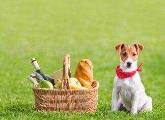The Ultimate Guide to Jack Russell Terrier Diet: Keep Your Energetic Pup Healthy and Happy Diet & Nutrition Guide: Jack Russells